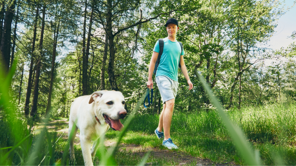 Image of person walking a dog on a trail in the woods