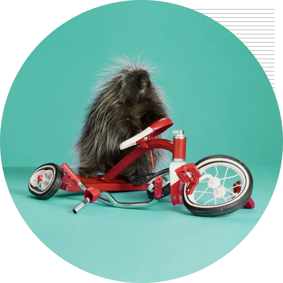 Quigley porcupine Quility Insurance